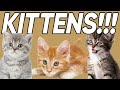 Kittens: Behavior and Development Facts