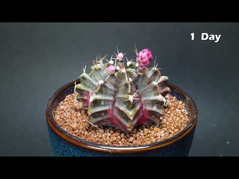 Onion and Cactus Flowering - Time lapse