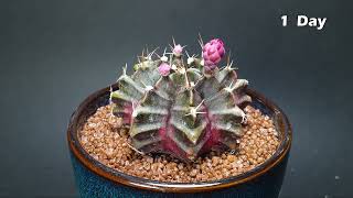 Onion and Cactus Flowering - Time lapse