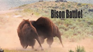 🐮 Two Male Bison Battle in Yellowstone National Park