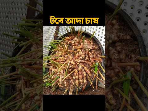 টবে আদা চাষ করার সহজ পদ্ধতি, voice of nature #shortvideo #viral #viralvideo