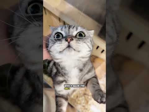 Cat Break Glass #shortsvideo