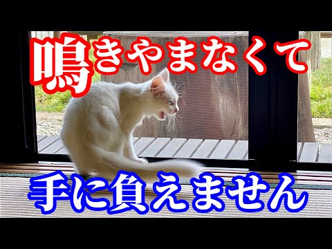 野良子猫を保護したんですが逃がしてあげようと思います