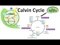Understanding the Kelvin Cycle