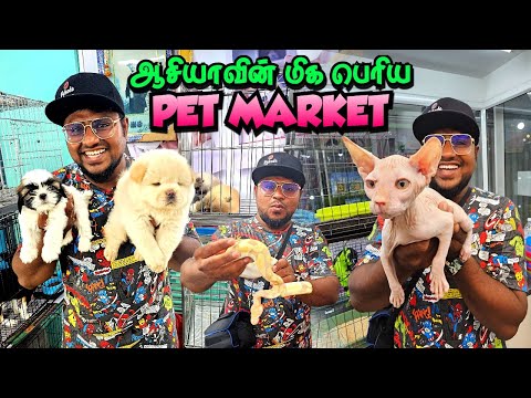 ஆசியாவின் மிக பெரிய PET MARKET | Chatuchak Weekend Market | Pakoda Boyz Niyaz