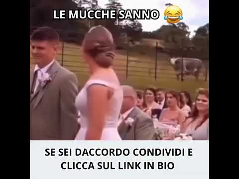 Le Mucche sanno qualcosa