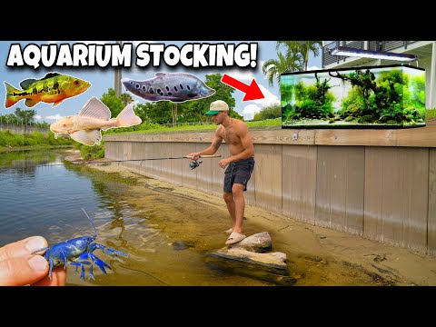 Catching MICRO EXOTIC FISH For My AQUARIUM!!