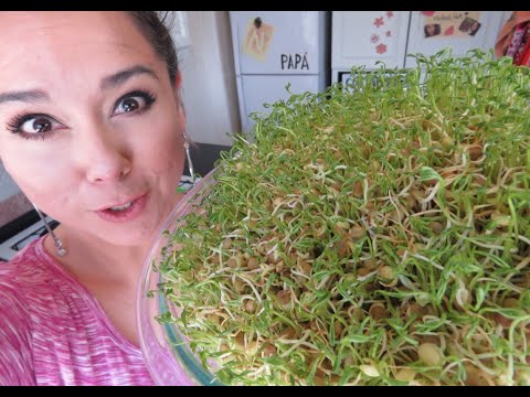 Cómo hacer germinado de lentejas para comer?/Marisolpink