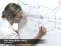 Cow Digestion and Microbial Function
