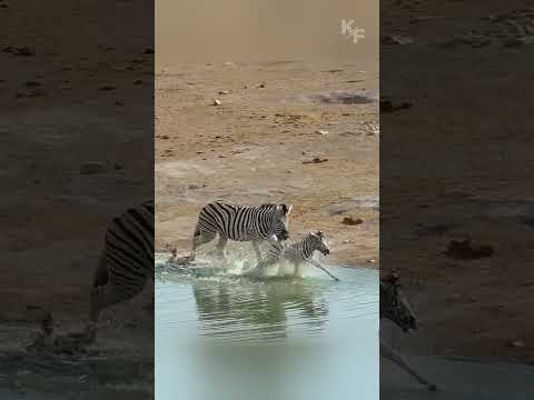 Nature's Cruelty: A Zebra Stallion Attacks a Defenseless Foal