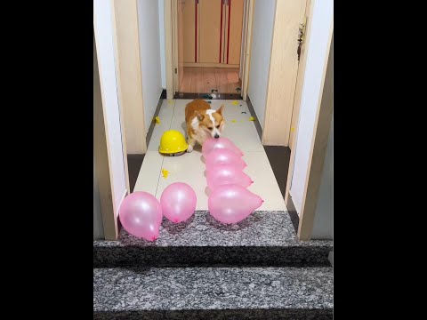 Cute Puppies ?♥ super funny Corgi ♥ #shorts #2024