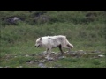 Predators and Prey in the Tundra