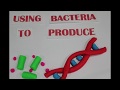 Insulin Production and Its Implications