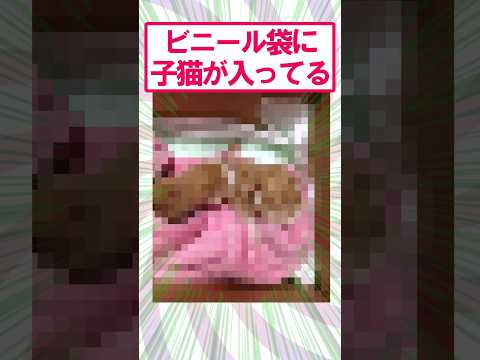 【2ch面白いスレ】ビニール袋から猫が…#2ch #2ch面白いスレ
