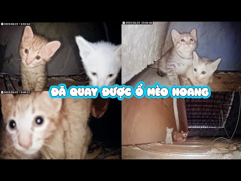 Anh đã đặt máy Quay được ổ mèo hoang nhưng mà...