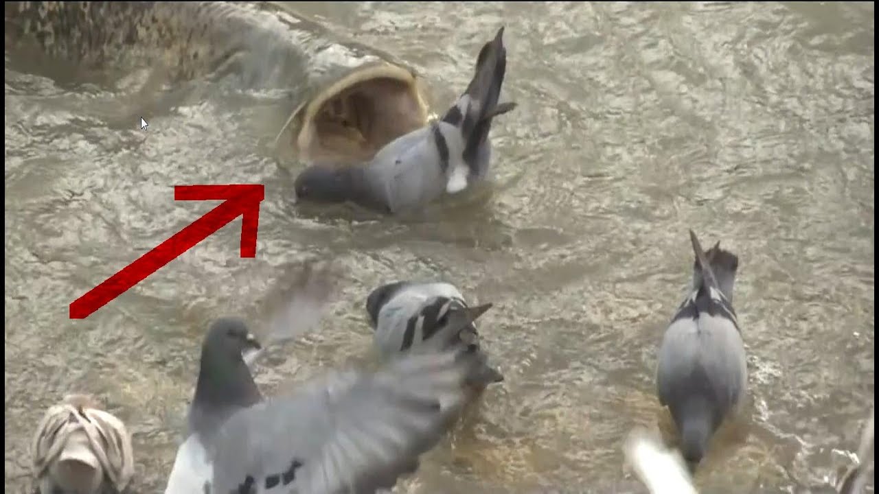 Monster catfish hunt pigeon in slow motion - hd by catfishing world