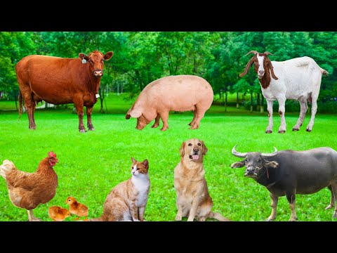 Happy Farm Animals: Cows, Pigs, Sheep, Chickens, Goats, Buffaloes,...
