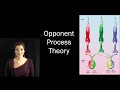 Color Perception and Visual Illusions