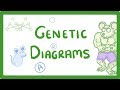 Genetic Probability and Diagrams