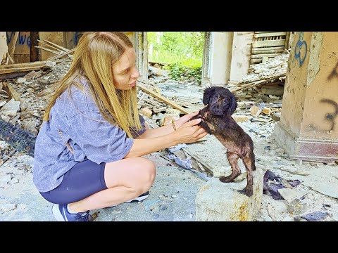 Watch the Moment Sick, Alone, Covered in Wounds Puppy Turns into Playful Baby After being Rescued