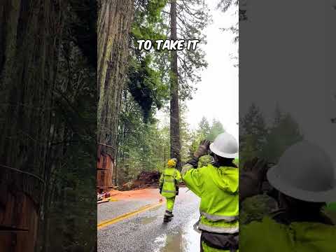 This 1,000 year old tree is being taken down 😢