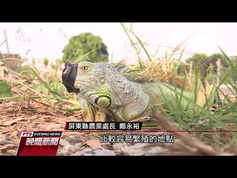 綠鬣蜥繁殖快危害生態 屏東最多獎勵捕抓 20201027 公視晚間新聞 - YouTube(2分02秒)