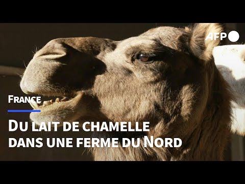 Au pays du maroilles, un éleveur parie sur les chamelles | AFP