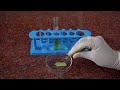 Photosynthesis Experiment Analysis