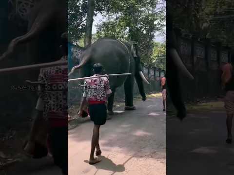 വിരട്ടണ്ട പാപ്പാനെ. കൊമ്പിൽ പിടിക്കാൻ പോയ പാപ്പാനെ സമ്മതിക്കാതെ രാജൻ😳#elephant #pambadirajan♥️Subsrb