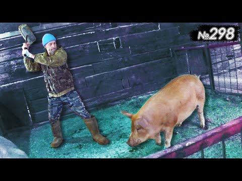 Зимняя охота на свиноматок