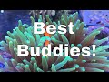 Clownfish and Anemone Symbiosis