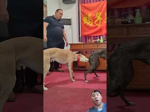 OMG😱😱#cow #baffalo #animals #pigfeed #funnyhorse #bull #shortvideo #shorts