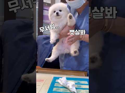 발톱깍는게 세상에서 제일무서운 강아지🤣