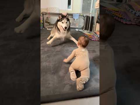 Husky thinks Baby is Puppy, Wants to Play