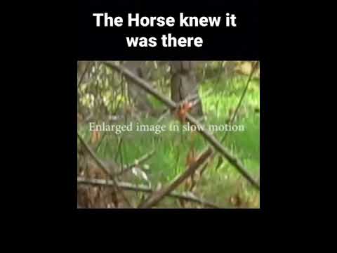Creepy encounter on horseback!!