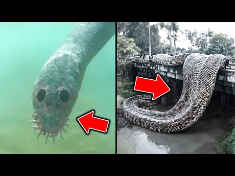 【ゆっくり解説】本当に実在した...日本で見つかったヤバすぎる未確認生物UMA８選 Part1 【UMA・未確認生物】