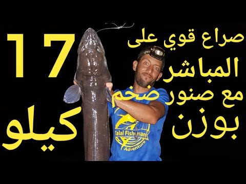 وأخيرا تمكنت من أضخم وحوش الضلام 17 كيلو بالقصبة.وصراع على المباشرمهدات لمحبي talal péche فرجة ممتعة