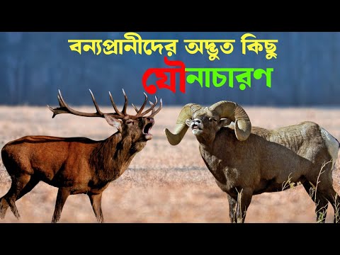 বন্যপ্রানীদের অদ্ভুত সব যৌন আচরন | Mating Ritual of Wild Animals