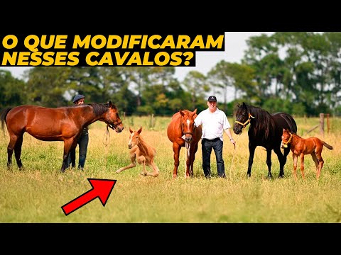 Nasceram os primeiros cavalos geneticamente modificados do mundo