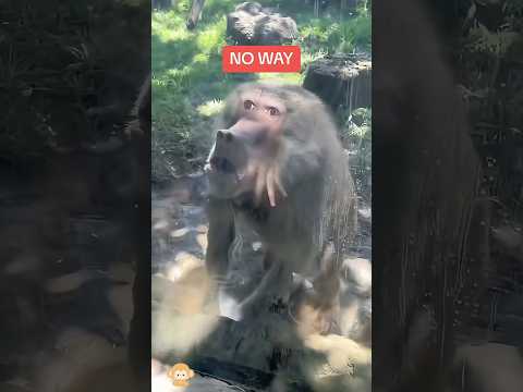 When I perform magic on a monkey,it’s reaction is #youtube #monkey #monkeys #funny #funnymoments