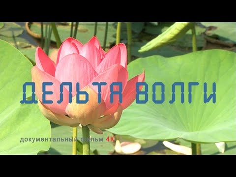 Дельта Волги. Астраханский заповедник. Животные дельты.  Волжские рыбы. Nature of Russia.