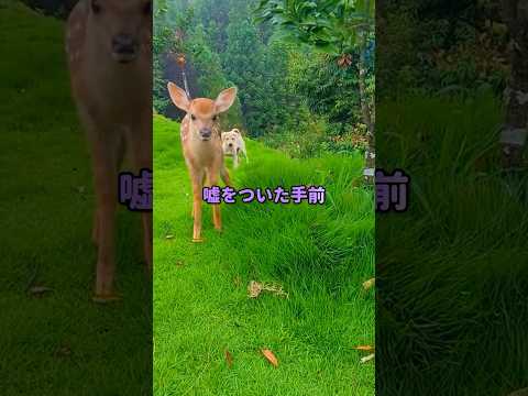 嘘の代償、見えない彼女ができた件