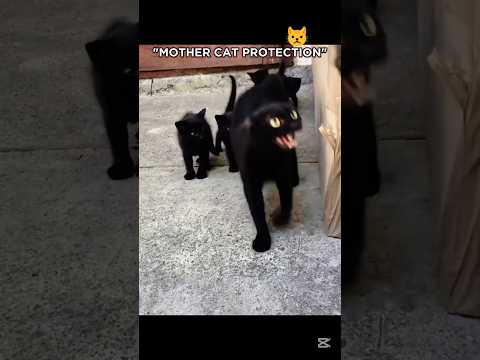 Mother cat protects kitten β οΈ