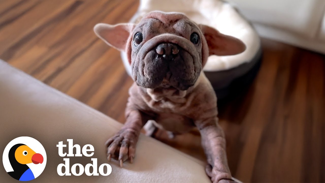 Puppy Who Was Bullied Online Reacts To Kind Messages From Dodo Fans - The Dodo
