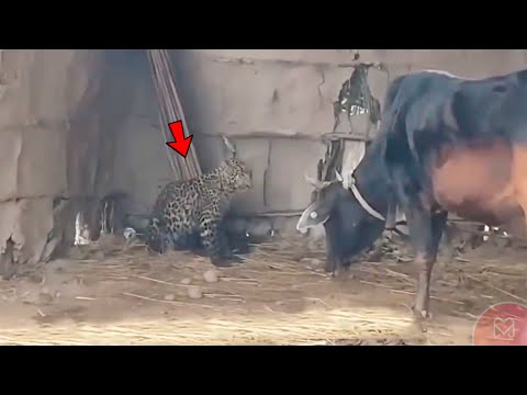 O LEOPARDO ATACOU A VACA ERRADA