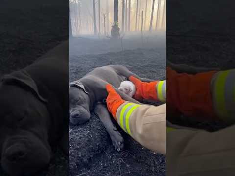 She Let the Fire Bury Her Alive to save him