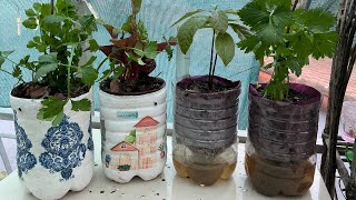 BIDONES AUTORRIEGO💧Tus Plantas te lo AGRADECERÁN!!!! 🪴