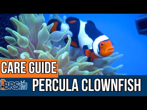 The Basics of Percula Clownfish!