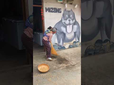 Peanut Harvest Chaos ๐๐ฅ | Crow Dance Surprise #VillageComedy #FunnyVillage #DanceMasti