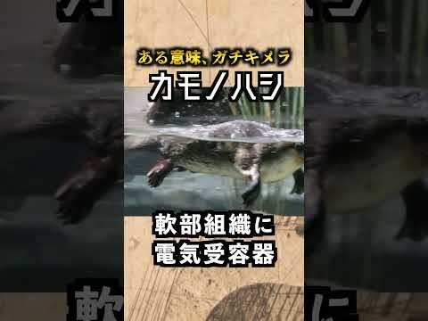 頭蓋骨から想像できない激ヤバ生物! カモノハシ